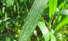 Făinarea grâului, Făinarea cerealelor  Făinarea grâului, Făinarea cerealelor